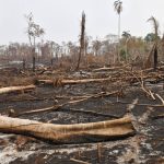 El suelo del bosque seco de la Chiquitanía boliviana ardió en llamas y los arbustos, árboles y plantas son solo carbón.