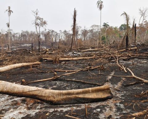 El suelo del bosque seco de la Chiquitanía boliviana ardió en llamas y los arbustos, árboles y plantas son solo carbón.