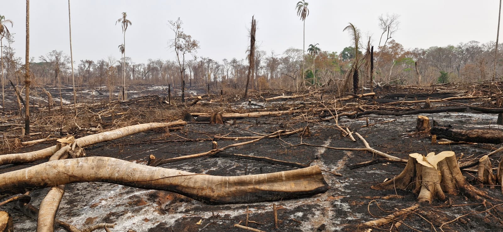 El suelo del bosque seco de la Chiquitanía boliviana ardió en llamas y los arbustos, árboles y plantas son solo carbón.